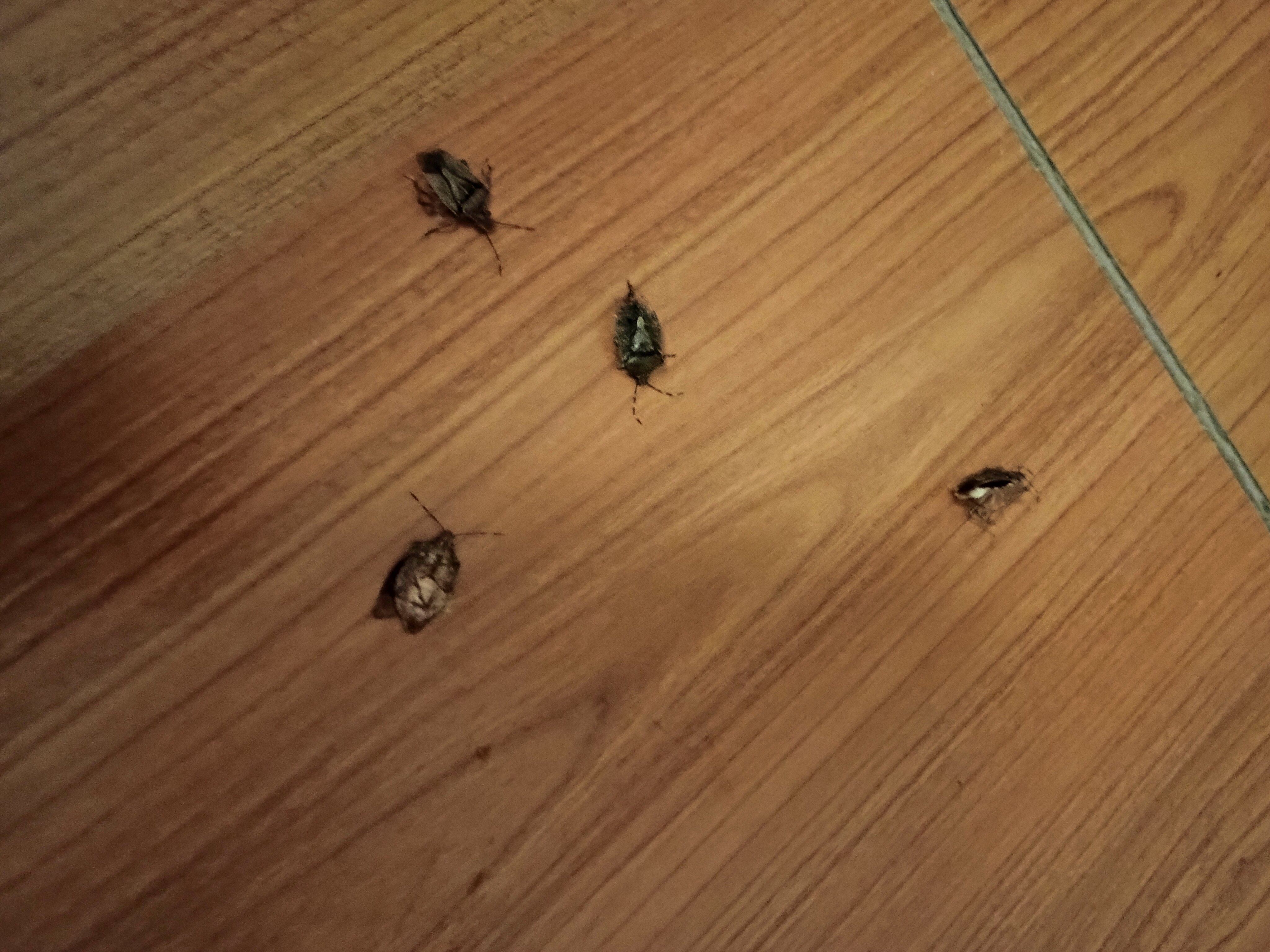 Balneario Cestona-官方