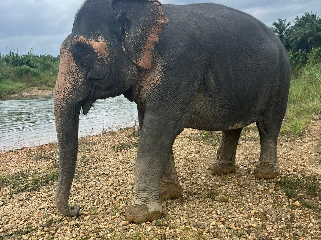 Khao Sok Elephant Sanctuary-拷索国家公园必去景点