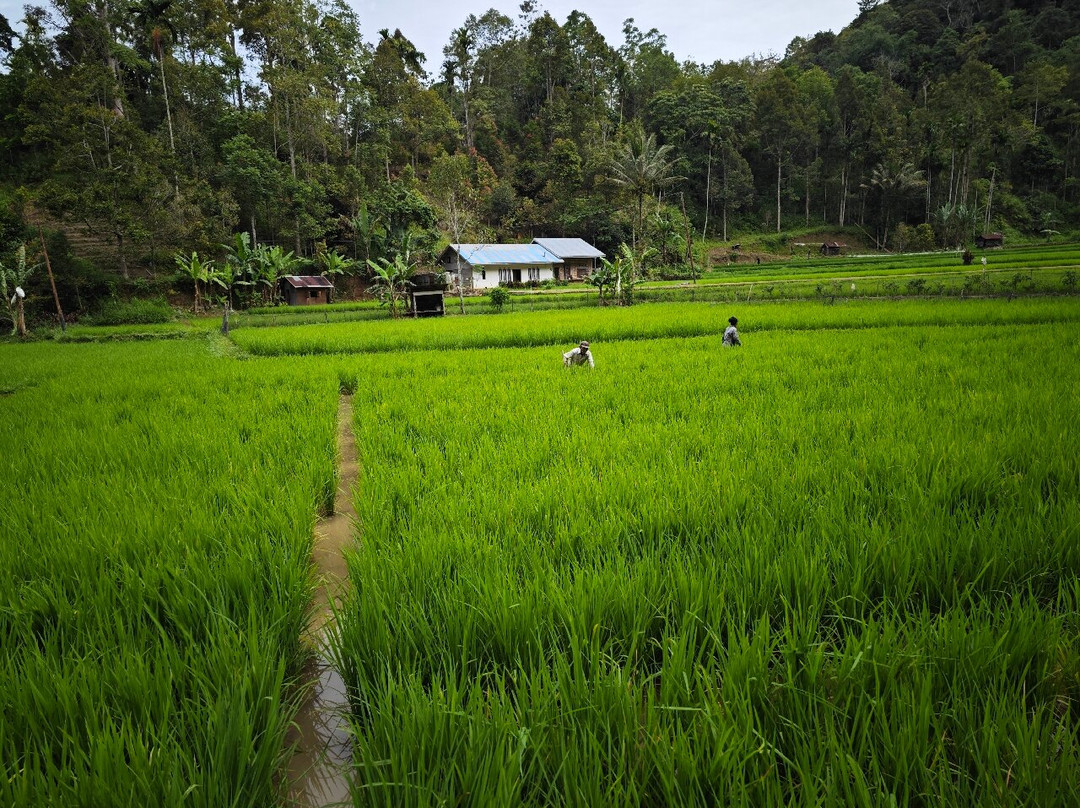 Minangkabau Adventures Tour-武吉丁宜必去景点