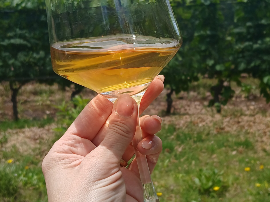 Bodega Hacienda del Plata-路冉得库约必去景点