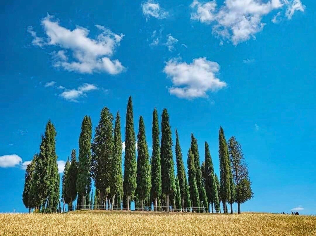 Cipressi di San Quirico d'Orcia-圣奎里科多尔恰必去景点