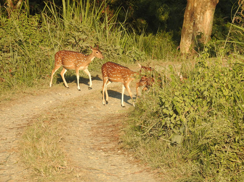 Silent Adventure Chitwan-苏拉哈必去景点