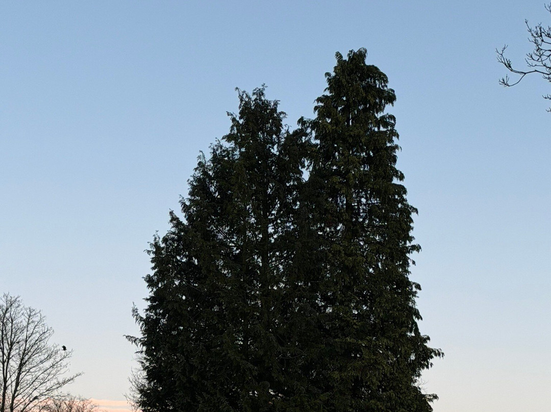 Dorwyn Manor B&B主图