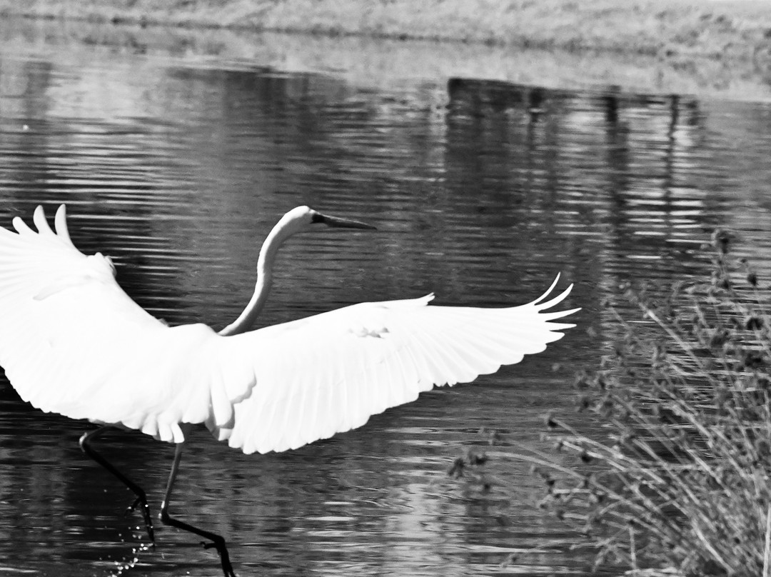 Al Qudra Lake-迪拜必去景点