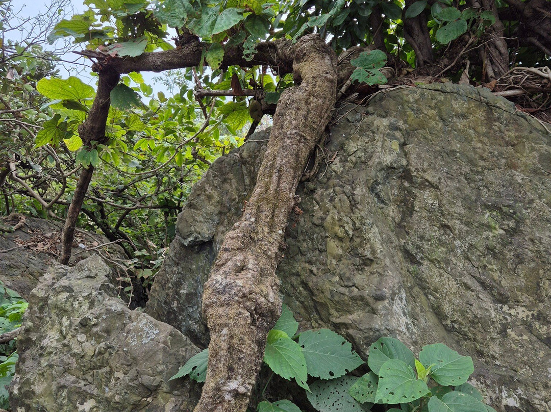 Dalma Wildlife Sanctuary-哲雪铺必去景点