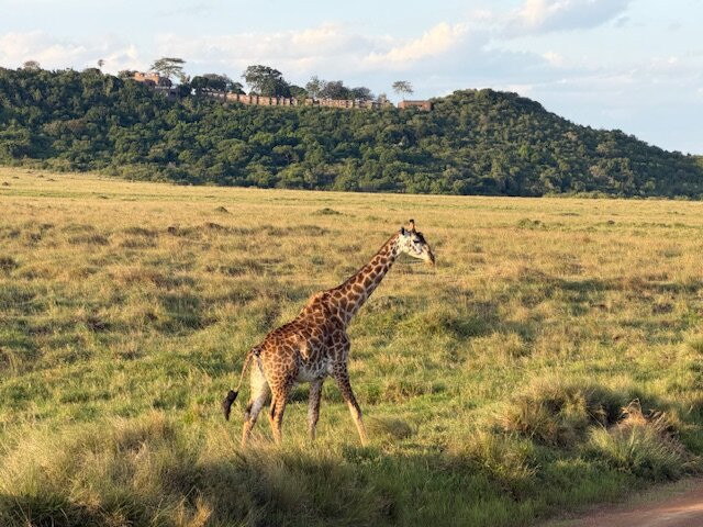 Shoor Safaris Kenya-内罗毕必去景点