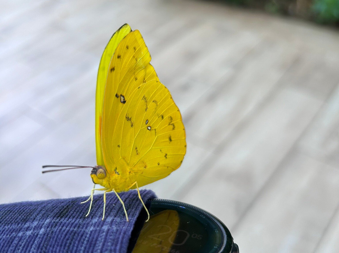 热带蝴蝶馆，野生动物和狩猎中心-谢菲尔德必去景点