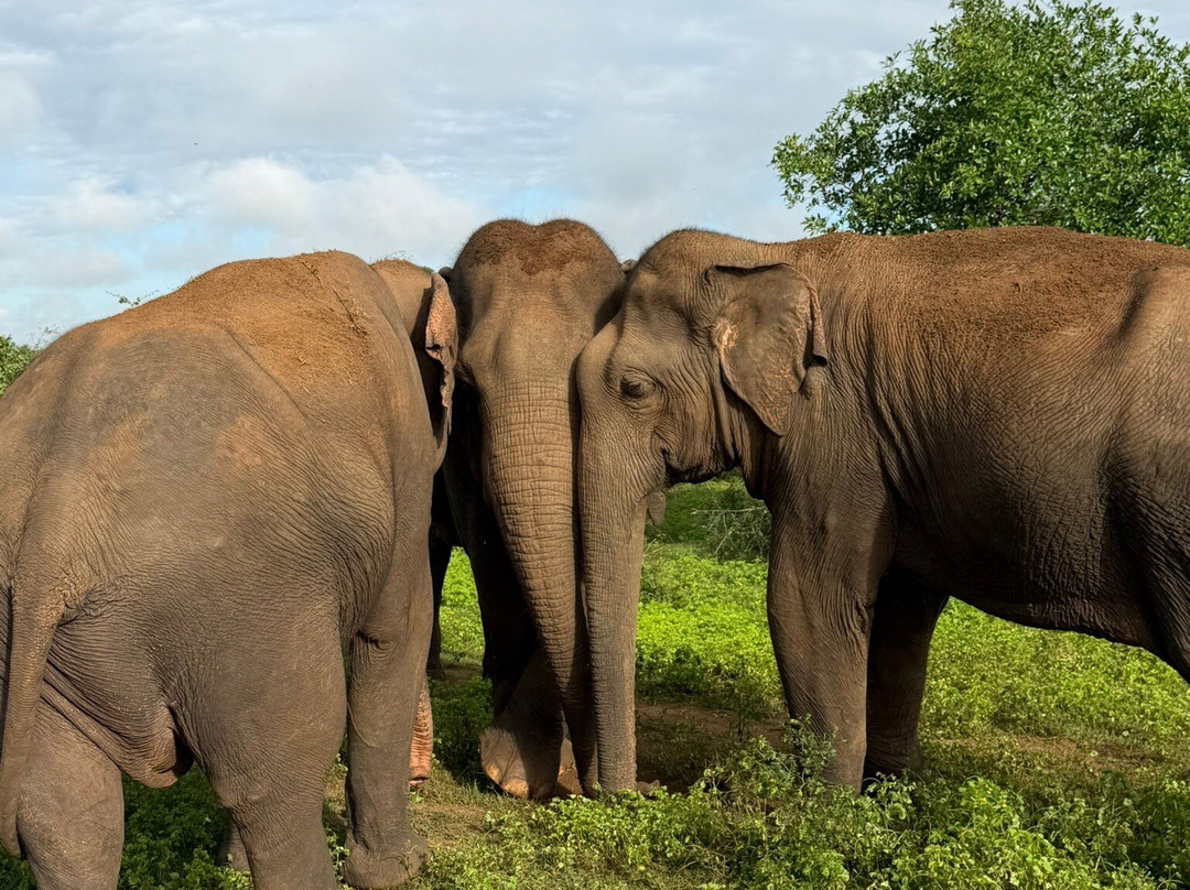 Kavisha Safari Service Udawalawa-乌达瓦拉瓦必去景点