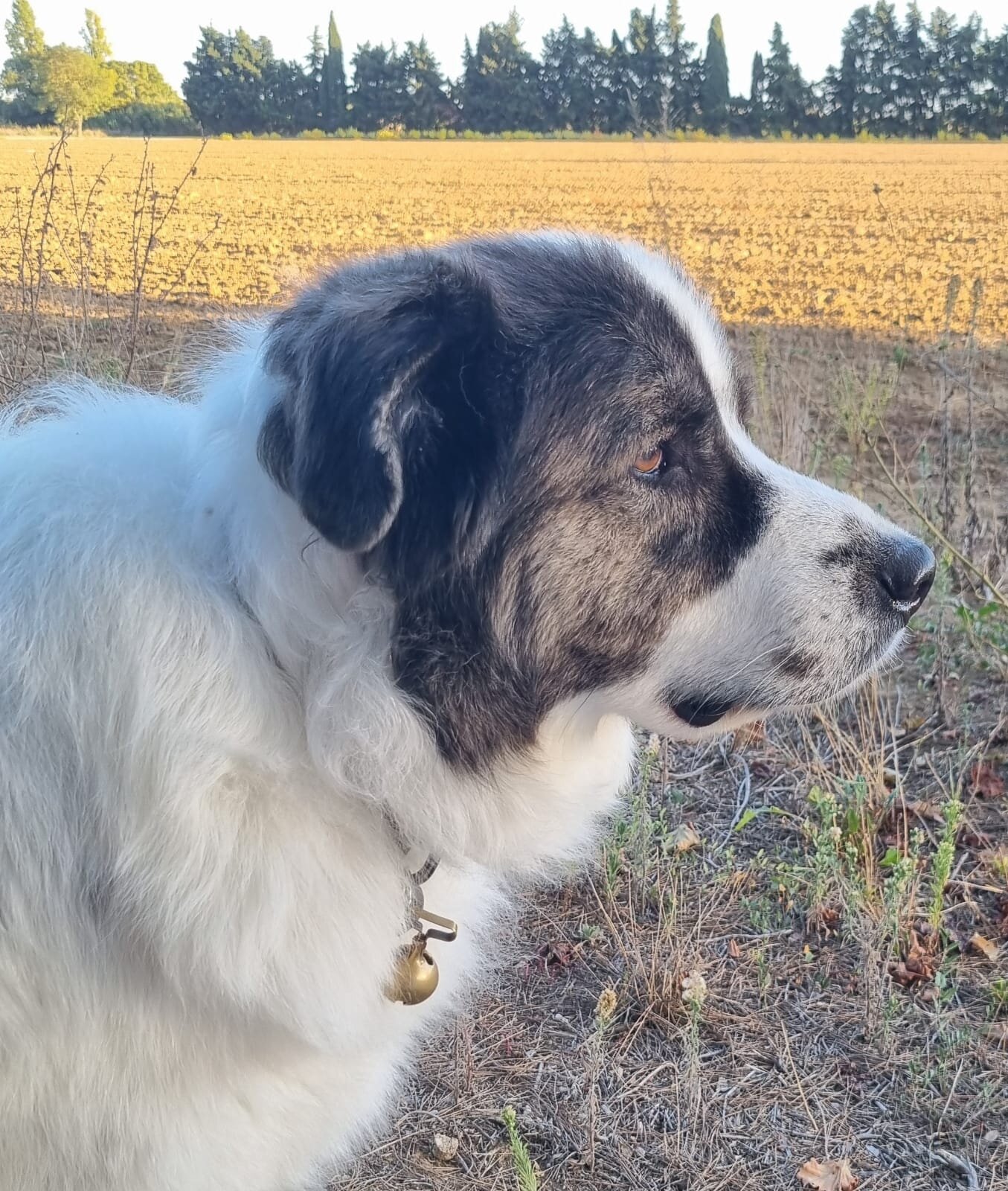 Mas de l'Ermitage-官方