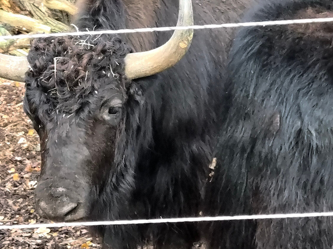 Jimmy's Farm & Wildlife Park-伊普斯威奇必去景点