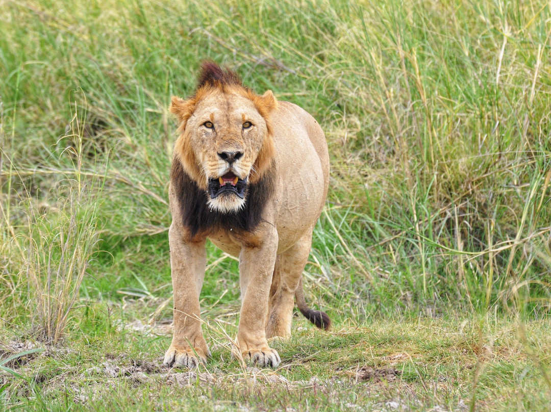 Praro Amboseli