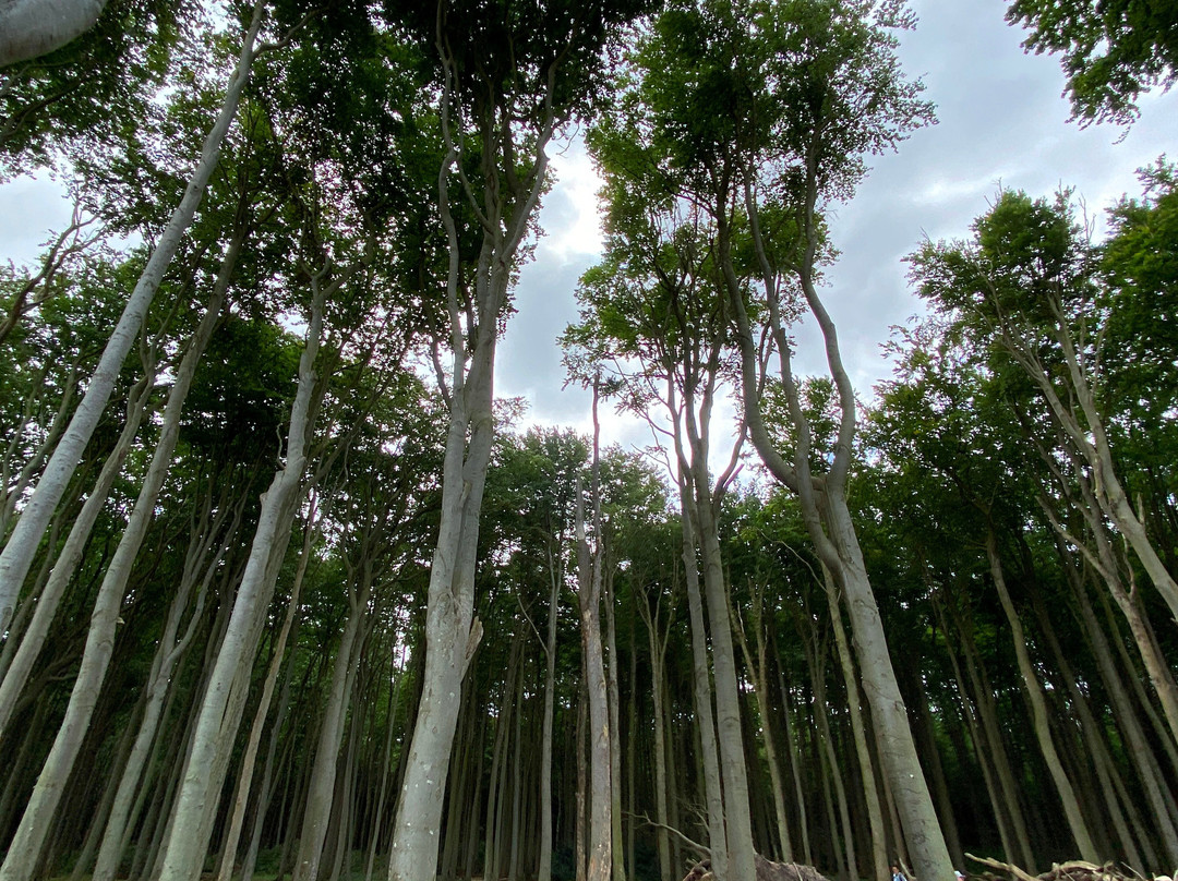 Gespensterwald-Nienhagen必去景点