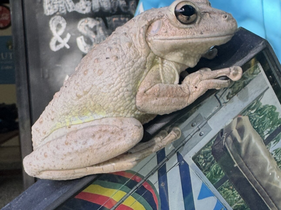 Carambola Zip Line-Frederiksted必去景点