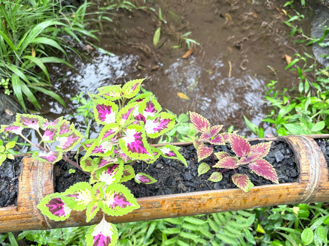 Cascade Blanche-Salazie必去景点