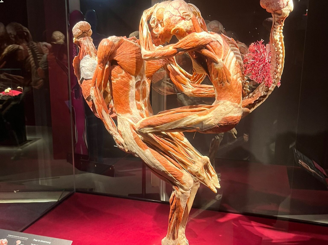 KORPERWELTEN Museum – Anatomie des Glücks-海德尔堡必去景点