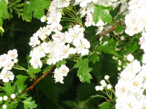 拉特奇米德住宿加早餐酒店主图