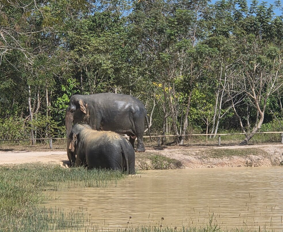 Kulen Elephant Forest-暹粒必去景点