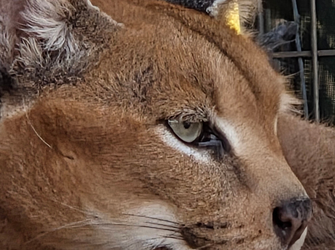 TGR Exotics Wildlife Park-斯普林必去景点