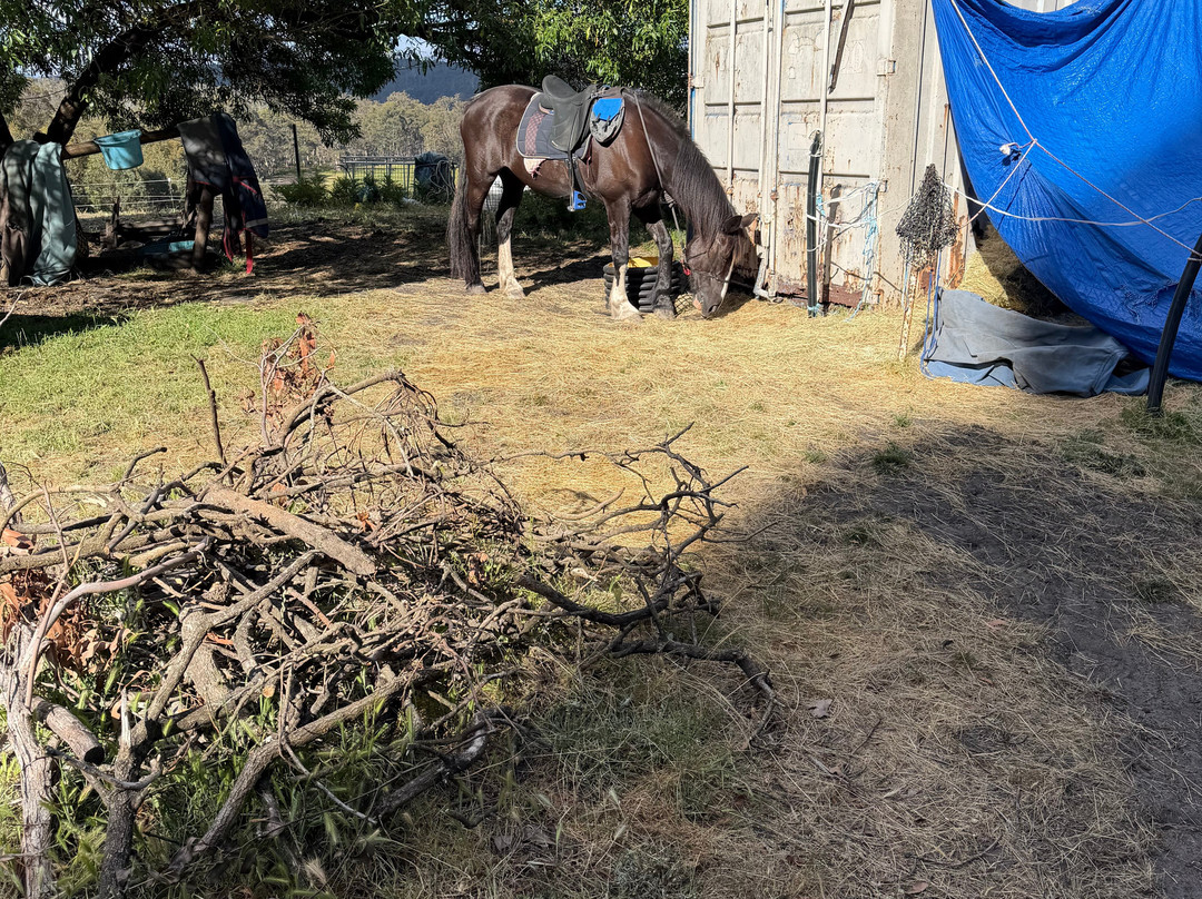 Horse Riding Tasmania-Woodsdale必去景点