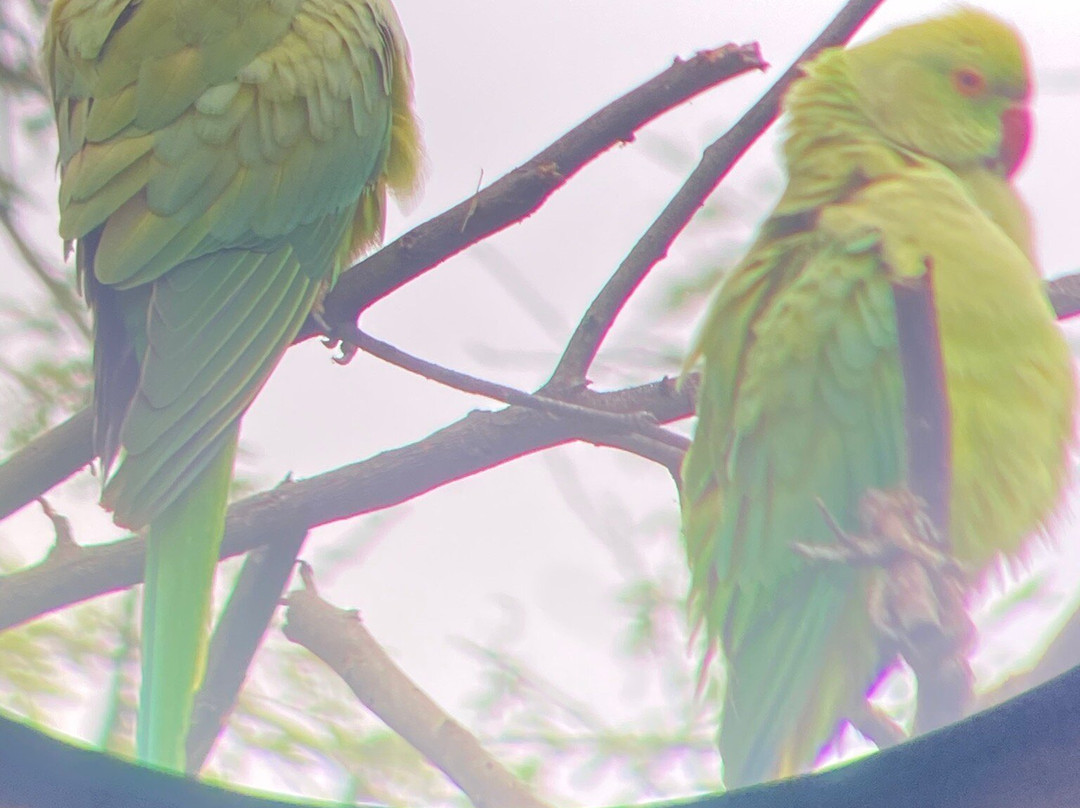 Bharatpur Bird Sanctuary-巴拉特浦必去景点