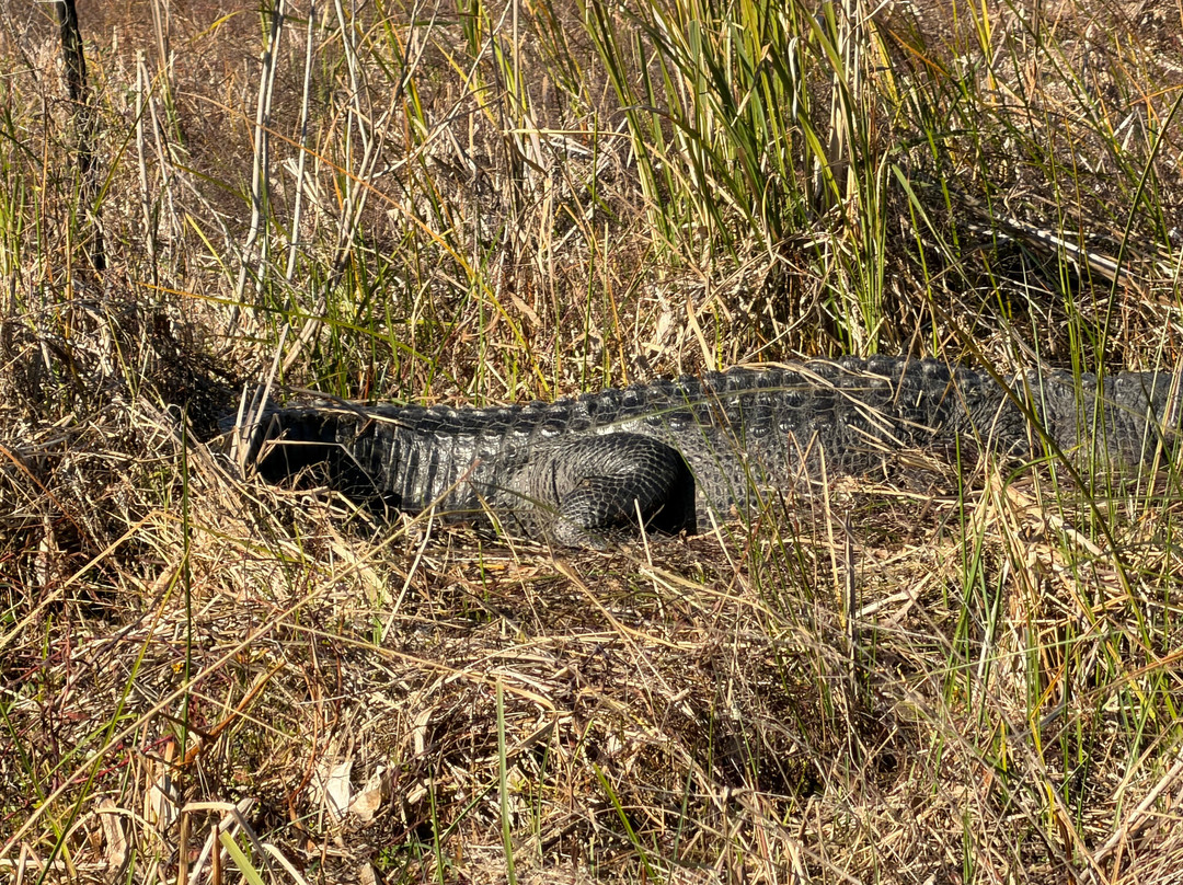 New Orleans Airboat Tours-Marrero必去景点