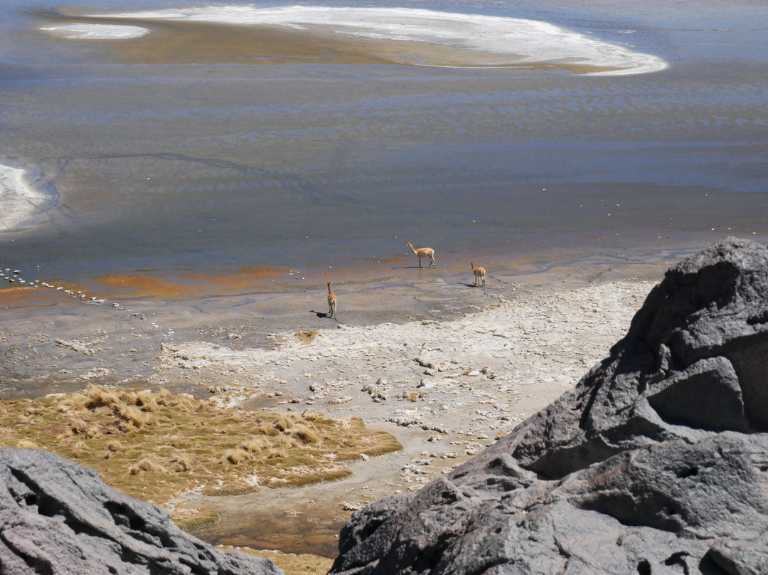 Laguna Colorada-乌尤尼必去景点