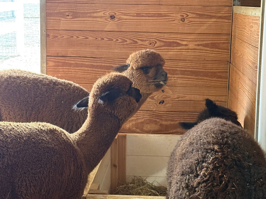 Winchester Creek Farm-韦恩斯维尔必去景点