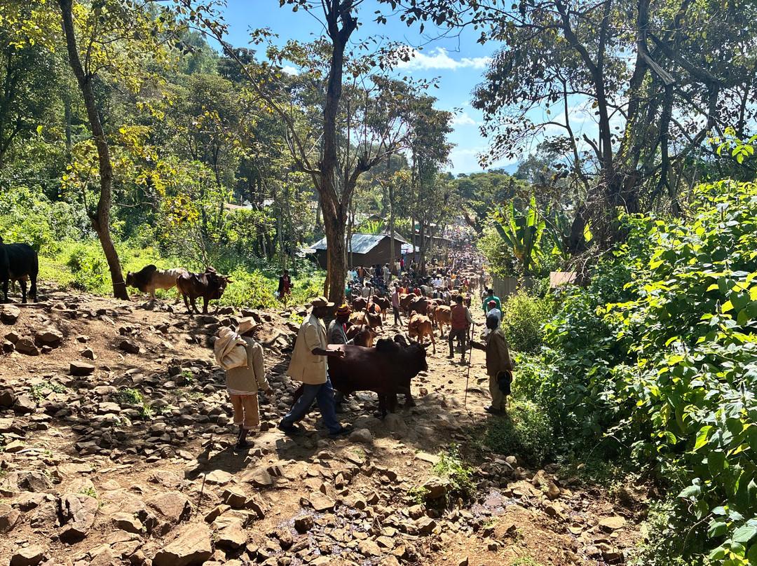 Tarik Rift Valley Tour-Arba Minch必去景点