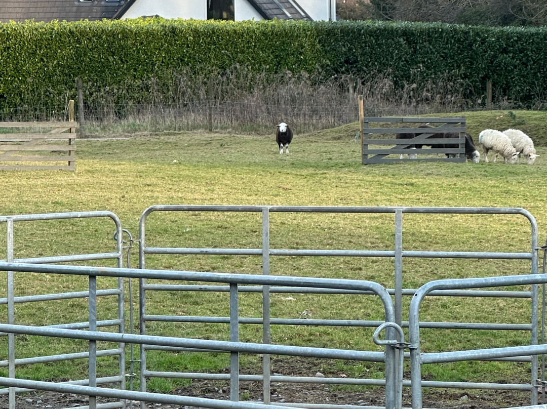 Sheep Smarts-Rathdrum必去景点