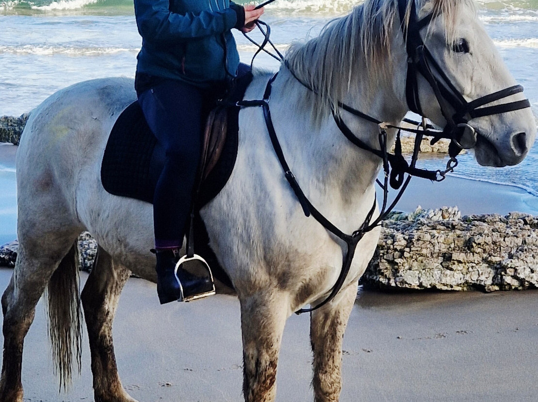 Bespoke Equestrian Ireland-都柏林必去景点