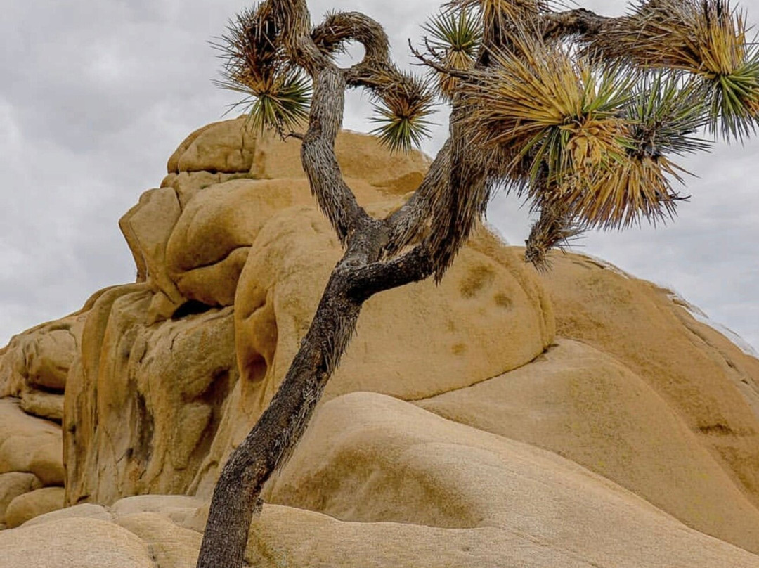 Joshua Tree National Park-约书亚树必去景点