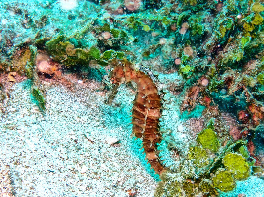 Meno Dive Club-Gili Meno必去景点