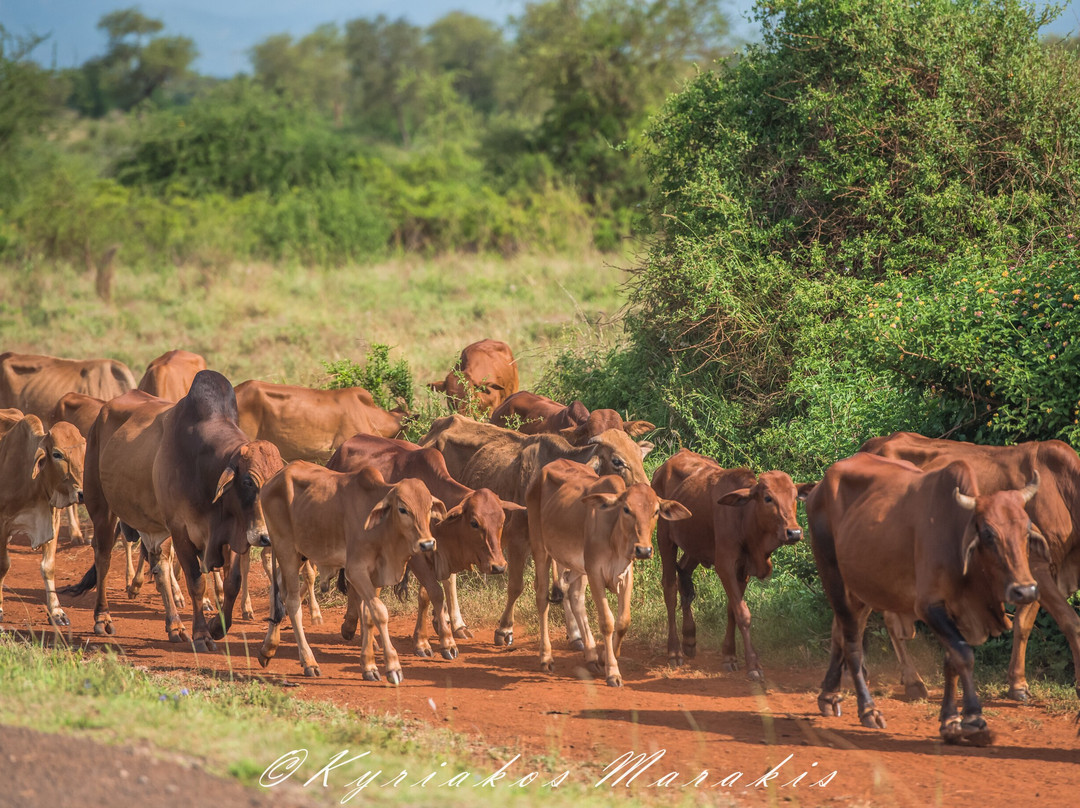 Africa Vision Safaris Tours and Travel-内罗毕必去景点