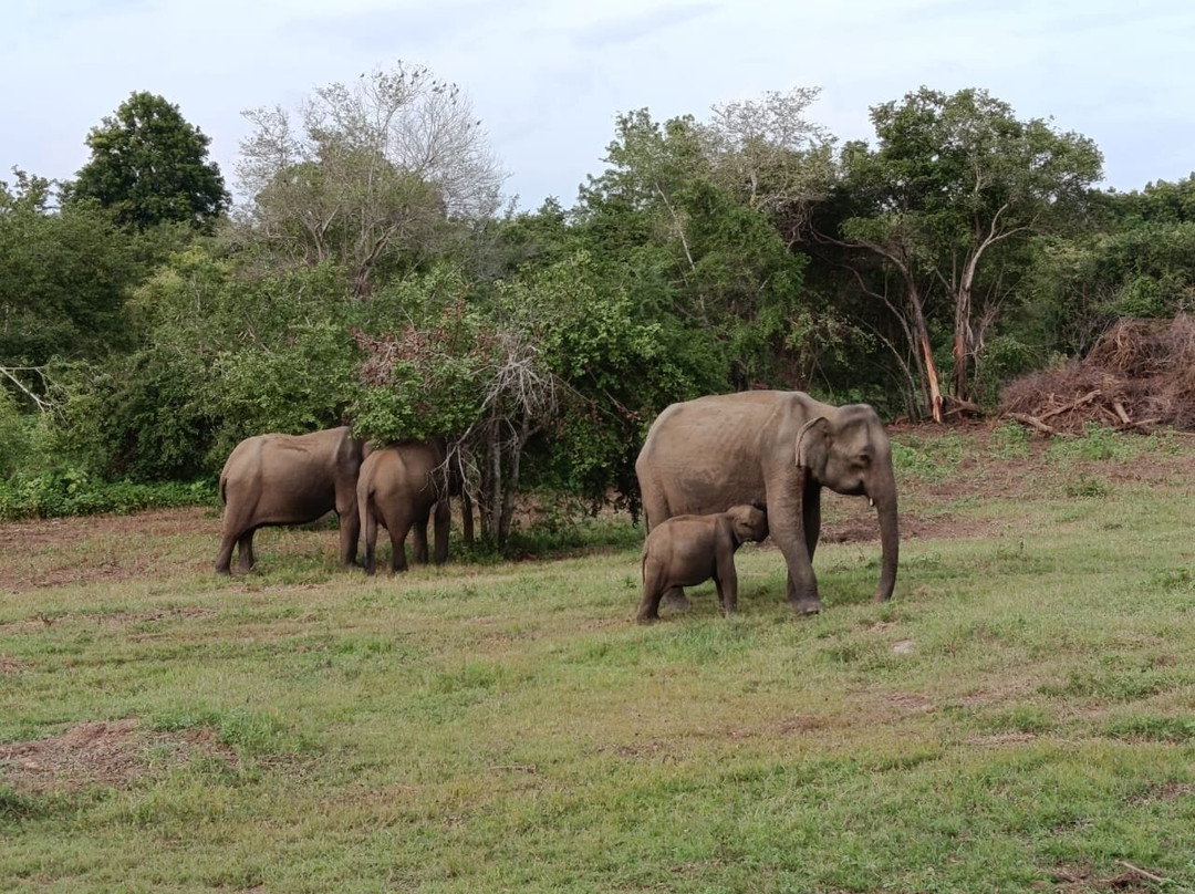 Chandis SriLankan Tours-康提必去景点