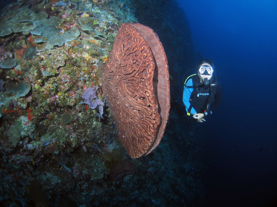 Miguel's Diving Gorontalo-哥伦打洛必去景点