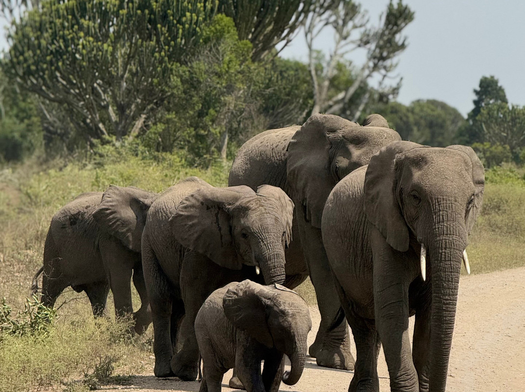 Virunga Gorilla Tours and Eco Safaris-Kisoro必去景点