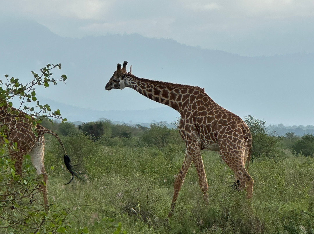 Safari Kenya roberto toba-瓦塔木必去景点