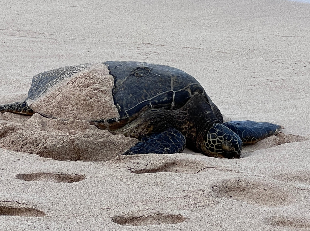 Turtle Bay-卡胡库必去景点