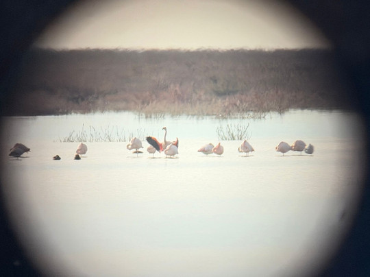 Discovering Donana-El Rocio必去景点