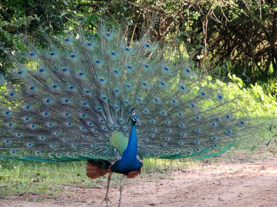 Blue Wild - Yala主图