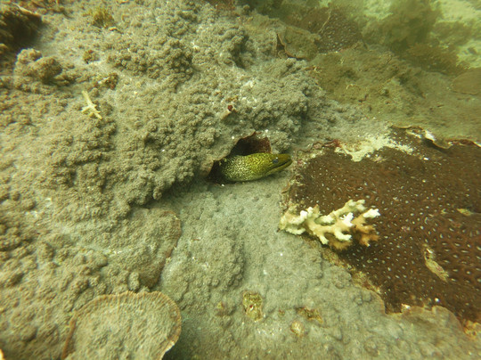 Blue Flow Diving-马斯喀特必去景点