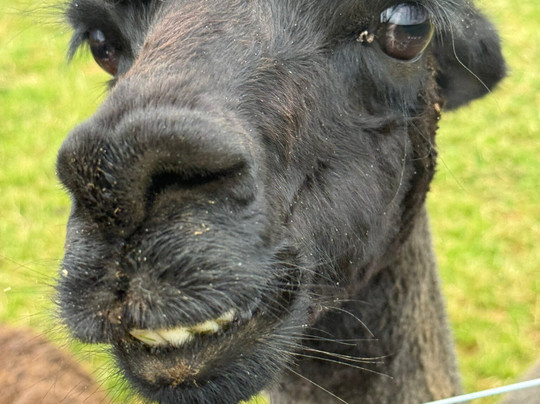Woodstone Farm, Te Anau, New Zealand-蒂阿瑙必去景点