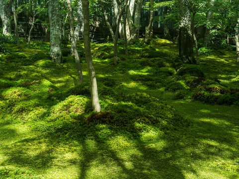 Gioji Temple-野洲市必去景点