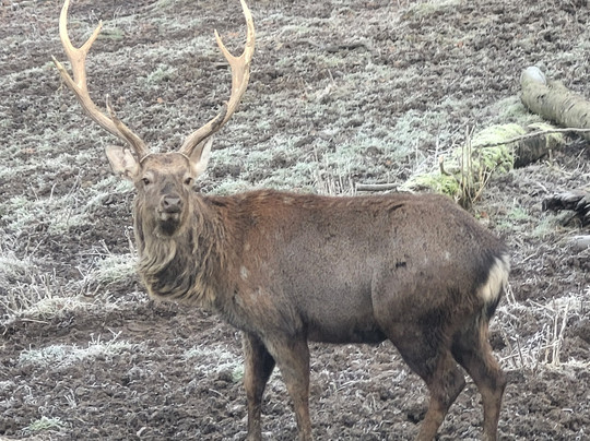 Wild- & Erlebnispark Daun-Daun必去景点