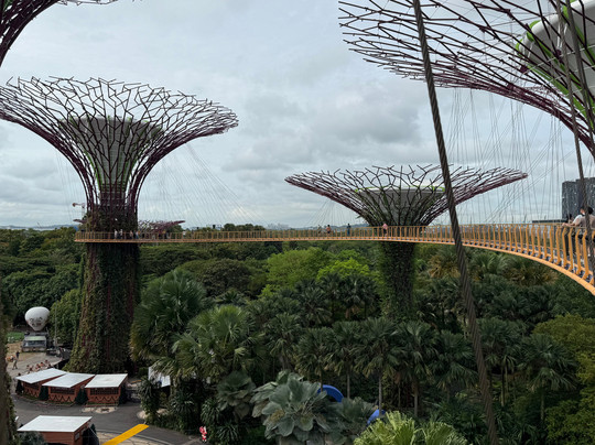 擎天树丛-新加坡必去景点