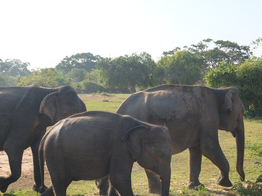 Kasun Yala Taxi Service-蒂瑟默哈拉默必去景点