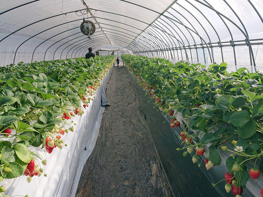 Ichigo No Sato-小山市必去景点