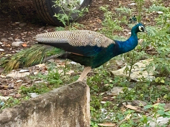 Indian Residency主图