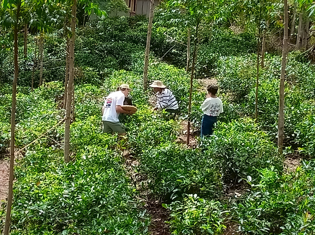 Green Ella Tea Lounge-埃勒必去景点