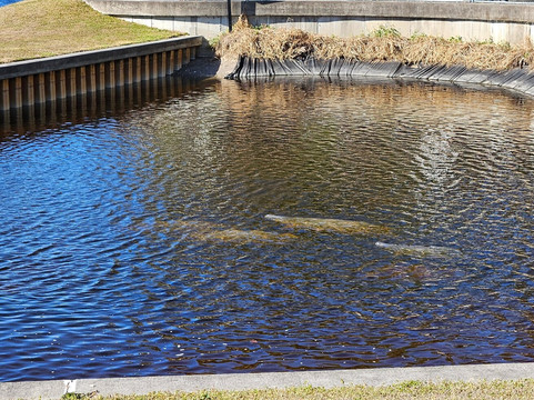 Manatee Park-迈尔斯堡必去景点